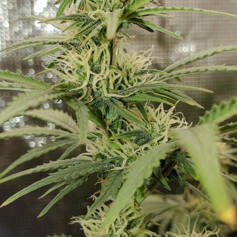 Think Different growlog timeline photo