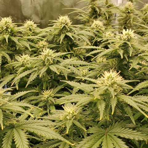 Gorilla Cookies growlog timeline photo