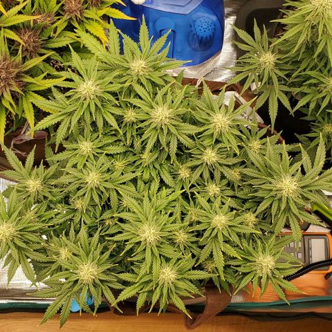 Gorilla Cookies growlog timeline photo