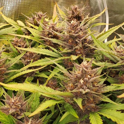 Purple Lemonade growlog timeline photo