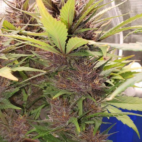 Purple Lemonade growlog timeline photo