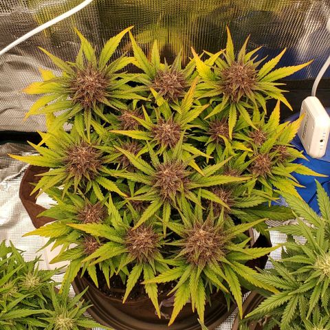 Purple Lemonade growlog timeline photo