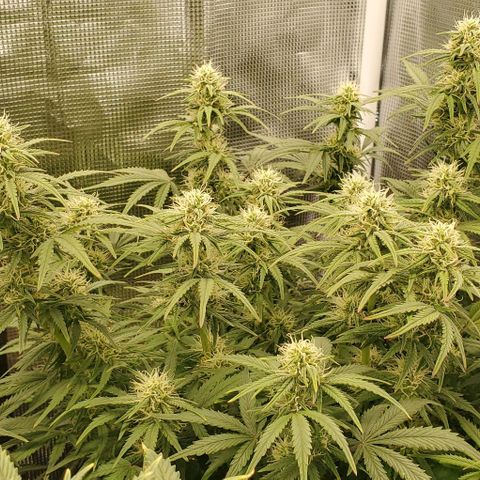 Think Different growlog timeline photo