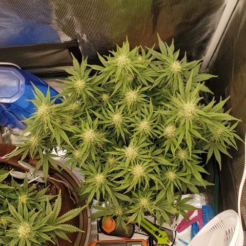 Think Different growlog timeline photo