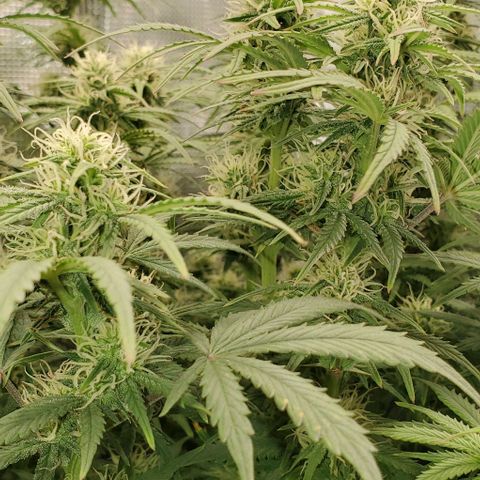 Think Different growlog timeline photo