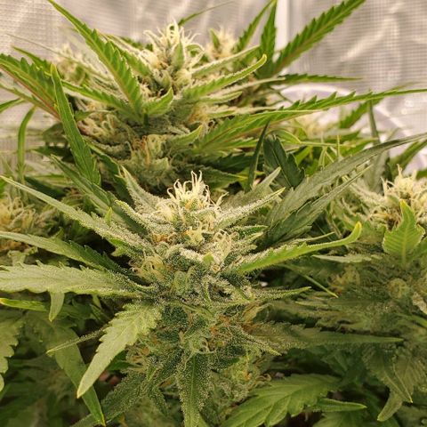 Zkittlez growlog timeline photo