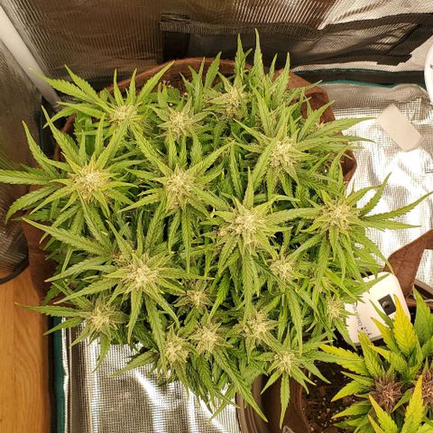 Zkittlez growlog timeline photo