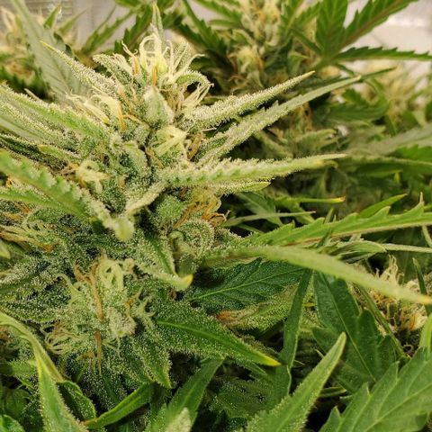 Zkittlez growlog timeline photo