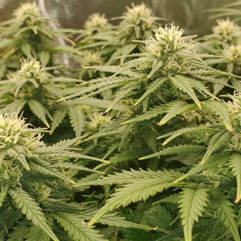Gorilla Cookies growlog timeline photo