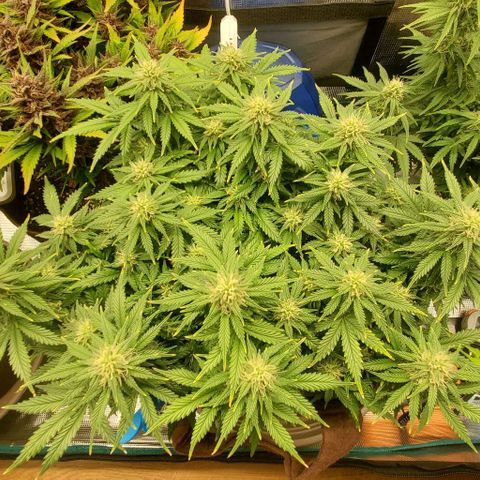 Gorilla Cookies growlog timeline photo