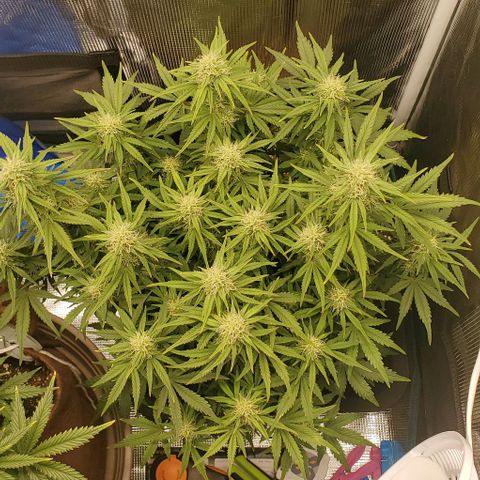 Think Different growlog timeline photo