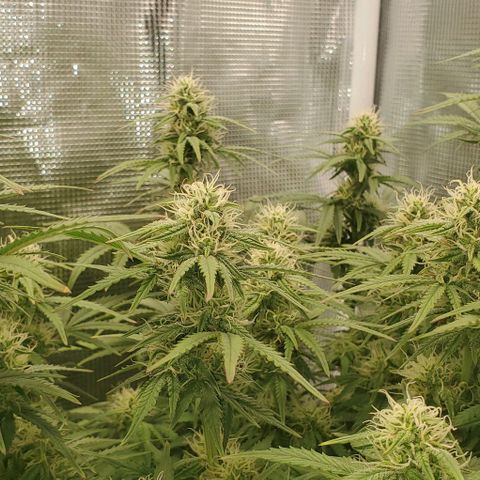 Think Different growlog timeline photo