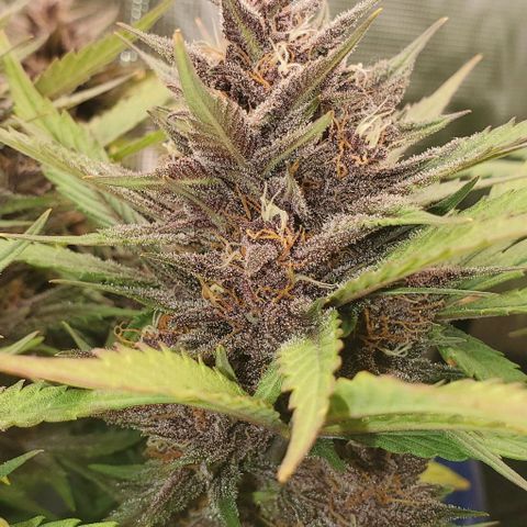 Purple Lemonade growlog timeline photo