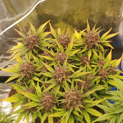 Purple Lemonade growlog timeline photo