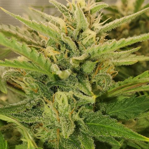 Zkittlez growlog timeline photo