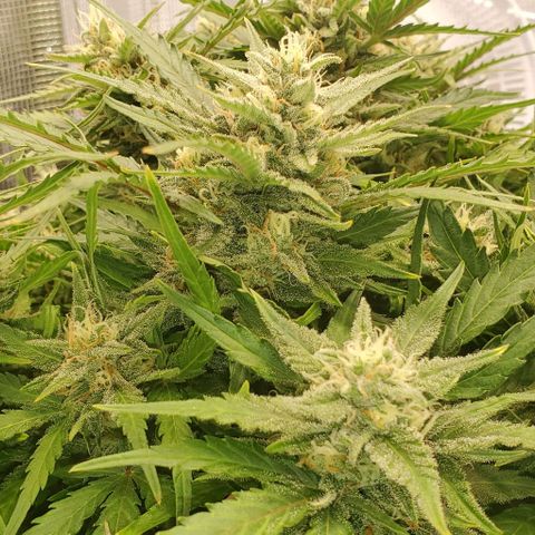Zkittlez growlog timeline photo