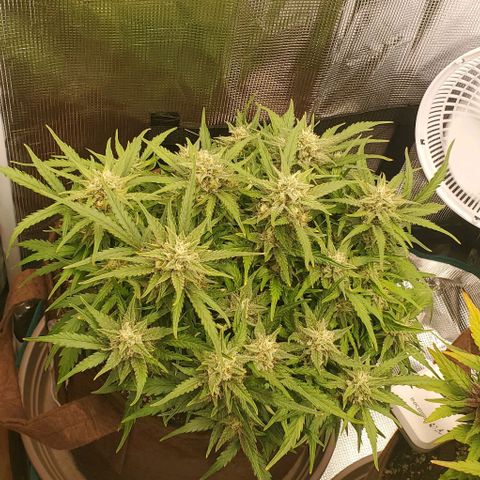 Zkittlez growlog timeline photo