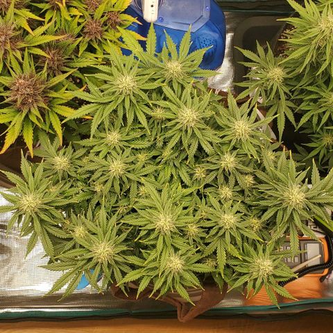 Gorilla Cookies growlog timeline photo