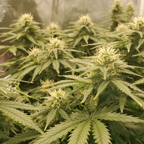 Gorilla Cookies growlog timeline photo