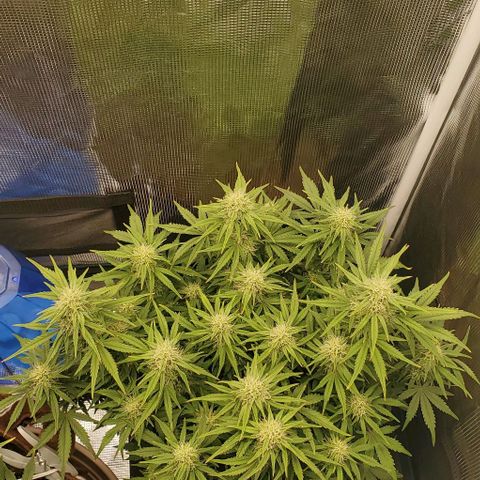 Think Different growlog timeline photo