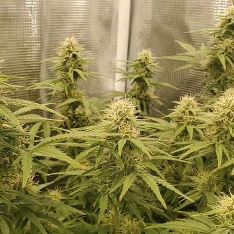Think Different growlog timeline photo