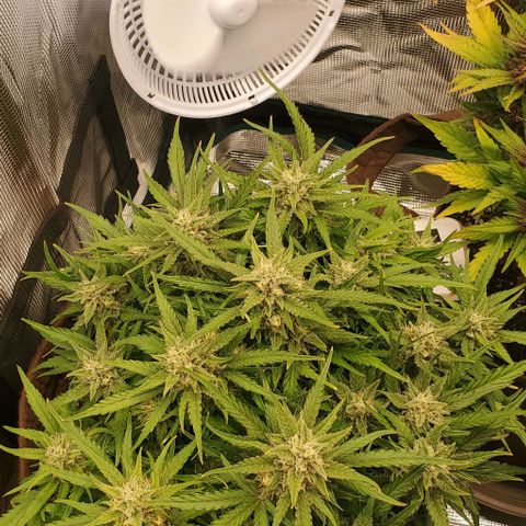 Zkittlez growlog timeline photo