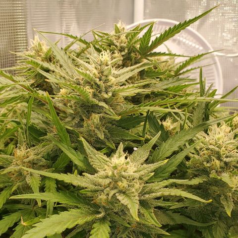 Zkittlez growlog timeline photo