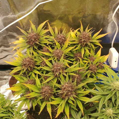 Purple Lemonade growlog timeline photo