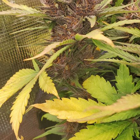 Purple Lemonade growlog timeline photo