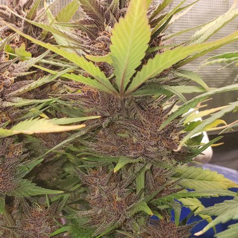 Purple Lemonade growlog timeline photo
