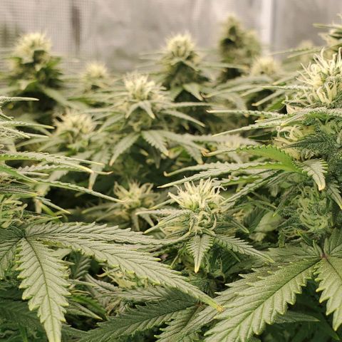 Gorilla Cookies growlog timeline photo