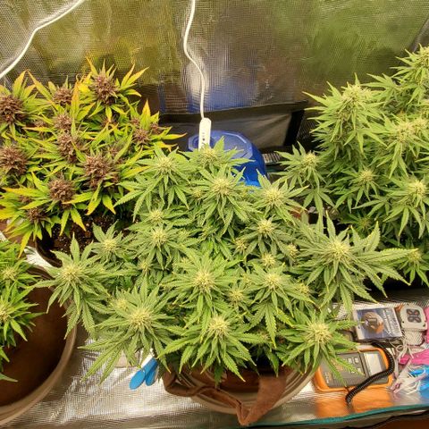 Gorilla Cookies growlog timeline photo