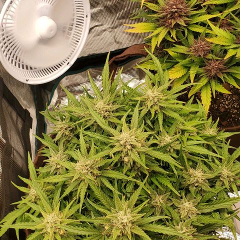 Zkittlez growlog timeline photo