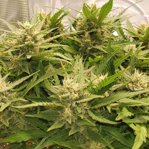 Zkittlez growlog timeline photo