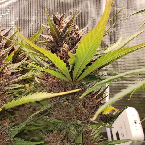 Purple Lemonade growlog timeline photo