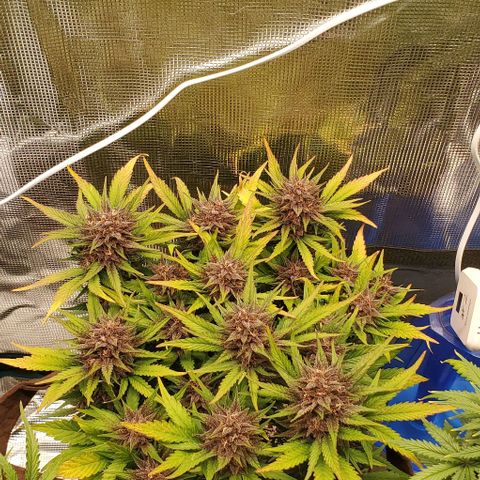 Purple Lemonade growlog timeline photo