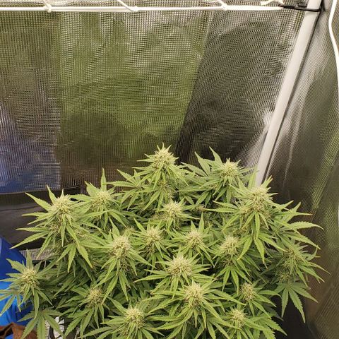 Think Different growlog timeline photo