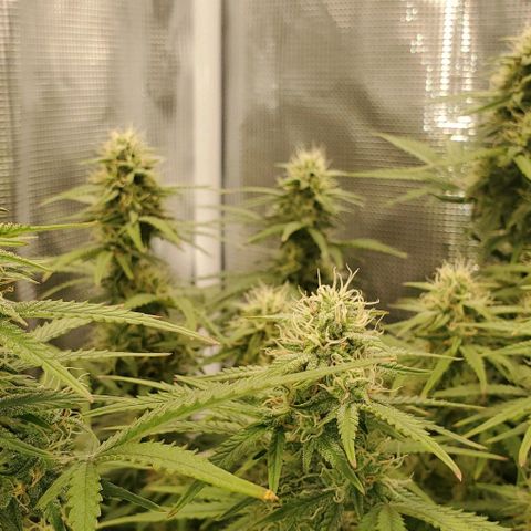 Think Different growlog timeline photo