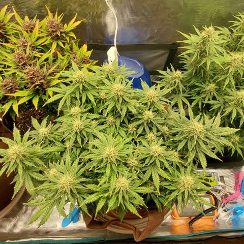 Gorilla Cookies growlog timeline photo