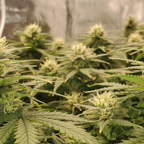 Gorilla Cookies growlog timeline photo