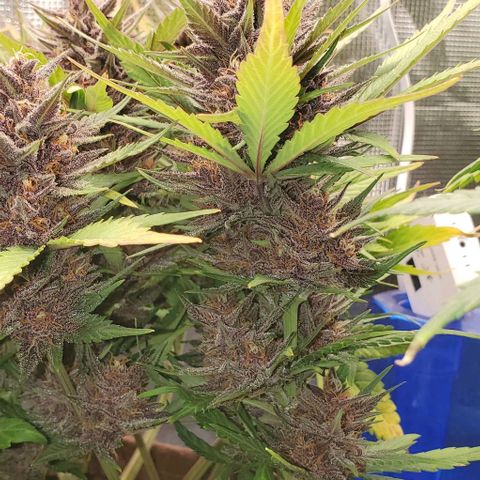 Purple Lemonade growlog timeline photo