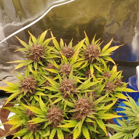 Purple Lemonade growlog timeline photo