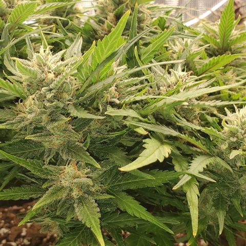 Zkittlez growlog timeline photo