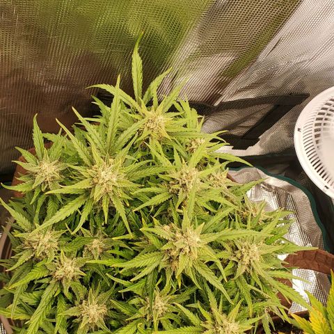 Zkittlez growlog timeline photo