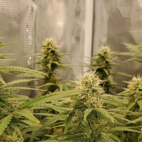 Think Different growlog timeline photo