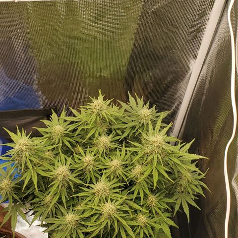 Think Different growlog timeline photo