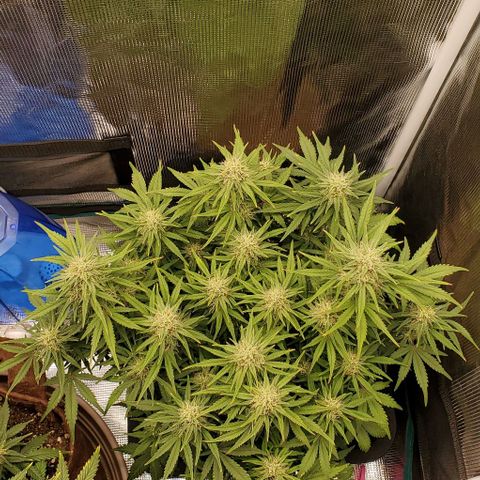 Think Different growlog timeline photo