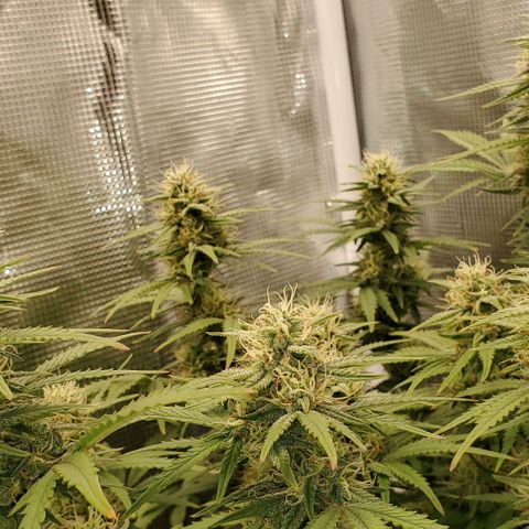 Think Different growlog timeline photo