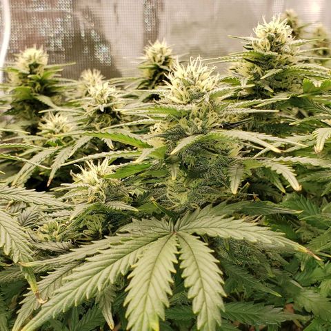 Gorilla Cookies growlog timeline photo