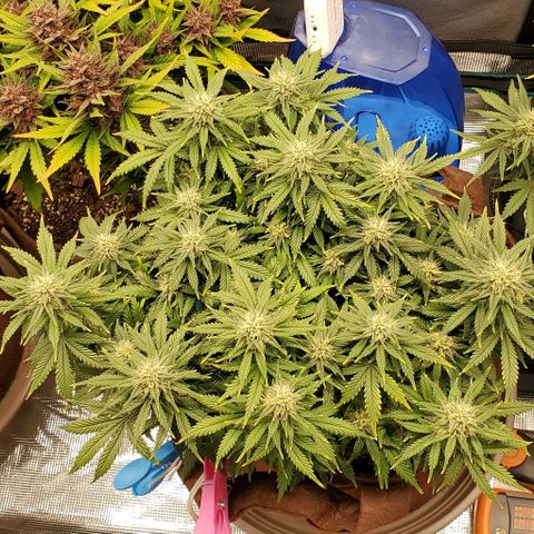 Gorilla Cookies growlog timeline photo